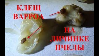 Ч. 3.  СПАСАЙТЕ ПЧЁЛ ОТ КЛЕЩА ВАРРОА !!! ТЕХНОЛОГИЯ ИЗОЛЯЦИИ МАТОК !!!