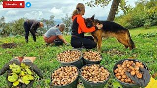 SEZONA JE ORAHA, SAČUVAJTE LJUSKU ORAHA, evo za šta je sve DOBRA️