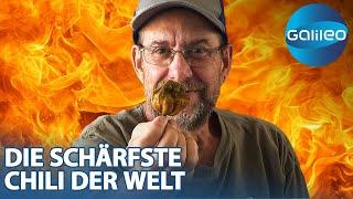 2.693.000 Scoville: Wie kreierte Ed Currie die schärfste Chili der Welt?