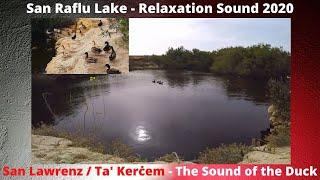 ASMR Sound 2020 - Ta' Kerċem / San Lawrenz - San Raflu Lake - The Sound of the Ducks