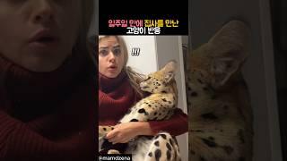 일주일 만에 집사를 만난 고양이 반응 #동물 #고양이 #서벌 #사바나