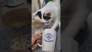 친절한 제아씨의  집사후기#집사의일상 #아기고양이 #cat #고양이 #왕길역로열파크씨티