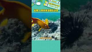雀鯛：帶網的人類是好人，帶叉的人類是壞人#雀鯛#海膽#冷知識 #娛樂評論大賞