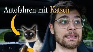 Mit Katzen im Auto: Entspannt unterwegs!