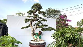 Chia sẻ báo giá một số tác phẩm Hoa giấy-Duối cho ae chơi cây cảnh bonsai_Bshp(Mr Đại 0967828345)