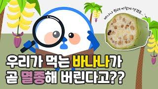 [스토리큐] 정말 바나나가 멸종 된다고?