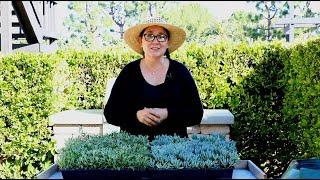 Five Best Lawn Alternatives (Ground Cover) with Sarah