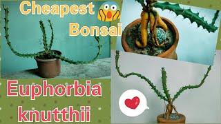 Cheapest Bonsai instantly | Euphorbia knuthii | Home Diaries 