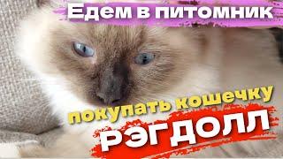 Решили купить кошечку породы Рэгдолл. Едем в питомник выбирать котенка