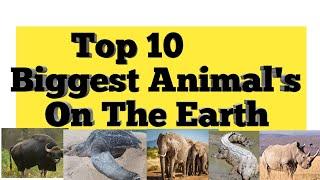 Top 10 Biggest Animal's On Earth And Territory|Top 10 Largest Animal's Of The WorldA2zcountdown