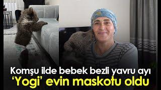 Gümüşhane'de yavru ayı evin maskotu oldu