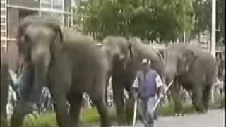 elephants walk in the city!!!!!!!!!!!!!!!