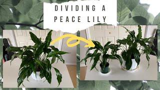 Peace Lily Propagation for Beginners