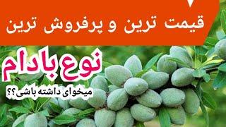 بهترین و قیمت ترین نوع بادام کدام است ؟ میخوای بادام بکاری و نمیدانی کدام را بکاری؟ معرفی کامل