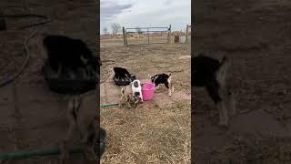 Baby Goats at the Mother Ranch!