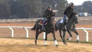 Actuarial Horse Racing Syndicate