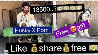 ਪੰਜਾਬ ਦੇ ਨੰਬਰ ਵੰਨ || HUSKY || DEEPKENNALMALERKOTLA || HARDEEP #new 2025