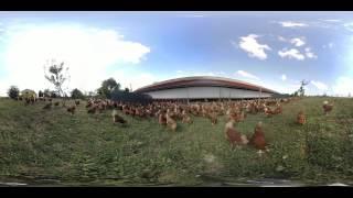 A 360° - Le nostre galline all'aperto