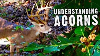 Where to Find Deer in the Early Season - Understanding Acorns | Move Blinds (711)