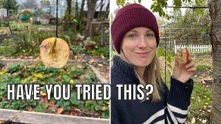 A CLEVER WAY TO FEED THE BIRDS / ALLOTMENT GARDENING UK