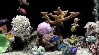 Relaxing Aquarium Fish Tank Sounds | No Music | 4 Hours