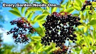 Elder - An Underrated Shrub . . .