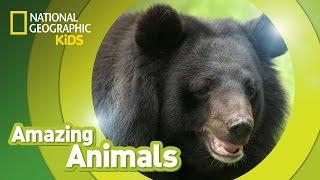 Sloth Bear  | Amazing Animals