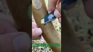 Zero-Fail Grafting Secret: Ancient Technique Boosts Survival 300%!