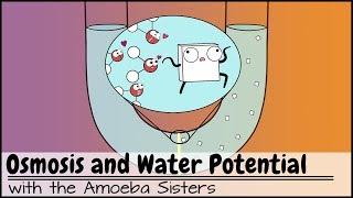 Osmosis and Water Potential (Updated)