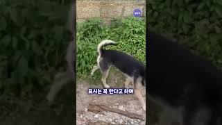 보드타고 마실다니는 시골개 ㅋㅋ 프로급실력 #shotrs