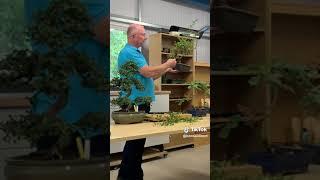 Lloyd's Bonsai Wisdom: Inspiring Our Team