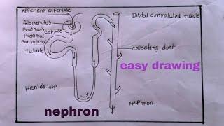 how to draw nephron easily/nephron drawing