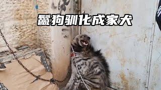 鬣狗潛入村莊被捕获，男子將鬣狗馴化成家犬！#nature #wildlife #animal #wildanimals #animals #猛獸世界  #動物