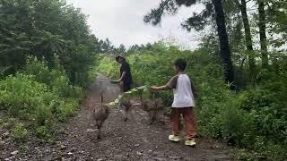 我们这鸡飞狗跳的日子，4只鸵鸟想尽办法逃跑！豆爸竟然说找他的