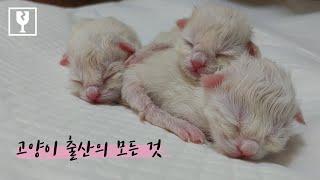 [고양이 출산의  모든 것] 출산 전 준비, **생생한 출산 영상**, 산후조리 1~3부 몰아보기 | 랙돌의 리뷰