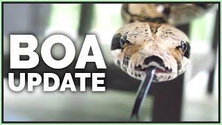 My Neglected 22 Year Old Boa Constrictor - 1 Year Later!