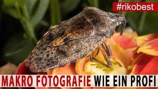 Makro Fotografie - So machst du FREIHÄNDIG SCHARFE Makro Fotos wie ein Profi - perfekte Ausleuchtung