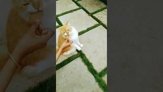 Simba ️#catlover #shortvideo #catfunnyvideo