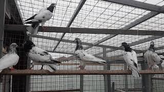 Лучшие высоколетные голуби мира. Пакистанские тэдди. Best pigeons highfliers in the world. Teddy