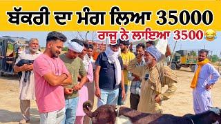 ਬੱਕਰੀ ਦਾ ਮੰਗ ਲਿਆ 35000 ਲਾਇਆ 3500| Tungwali bakra mandi | raju dirba #goatfarming #bakramandi #goats