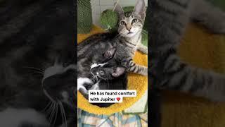 One-eyed kitten Ivan finds comfort & protection