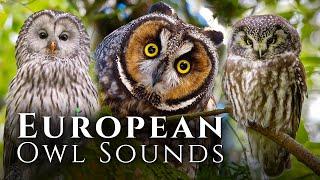 European Owl Sounds - Meet 10 European Owls and Their Sounds