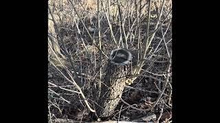 Cultivating wild black cherry for bigger sweeter fruit