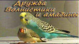 Дружба. Волнистые попугаи и амадины. Budgie and Zebra finches. Funny Parrots