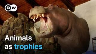 Trophy hunting: A cruel hobby or species conservation? | DW Documentary