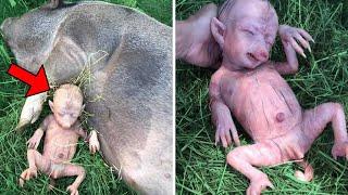 Farmer's Pig Gives Birth To Human Baby, He Looks Closer And Beings To Cry