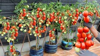 Growing super fruitful Tomatoes with just a few plastic bottles