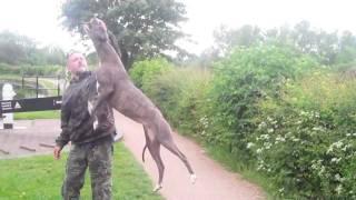 bull lurcher lucy