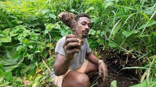 Food That The Villagers of Navuti Eat During The Dry & Cyclone Season:  Dalo Ni Tana