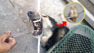 A stray dog with a bone stuck in its mouth is saved by rescuers